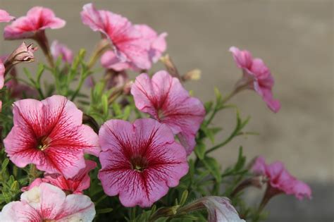 Petunias Flowers Pink - Free photo on Pixabay - Pixabay