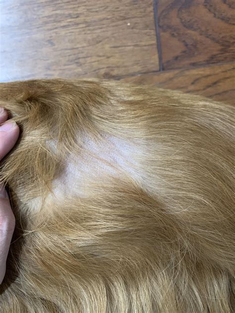 I noticed this spot on my dog’s back near his rear legs. It is a patch ...