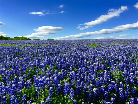 7 of the Best Spots to See Texas Hill Country's Bluebonnets | Flipboard