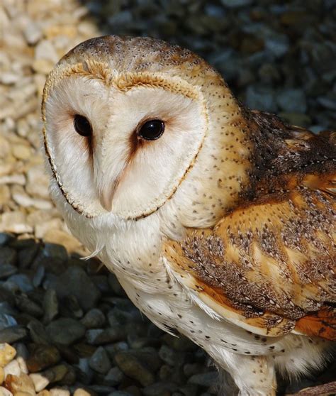 Chouette ! photo et image | nature, animaux, oiseaux Images fotocommunity