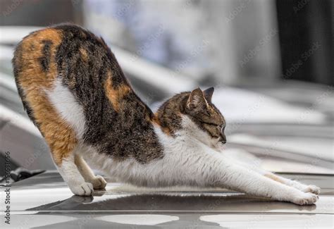 Tabby cat stretching. Stock Photo | Adobe Stock