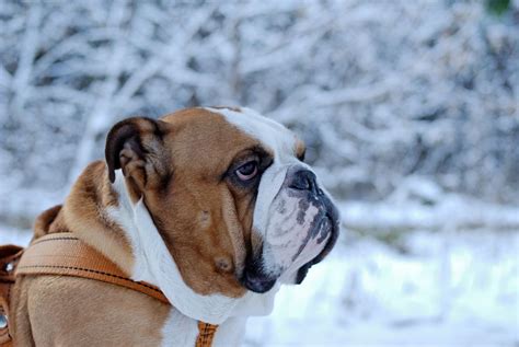 beautiful winter backdrop | English bulldog, Old english bulldog ...