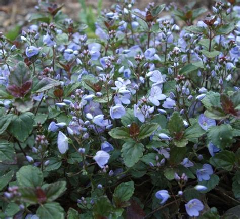 Veronica 'Waterperry Blue'