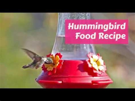 Perfect Hummingbird Food Recipe Sugar Water Ratio