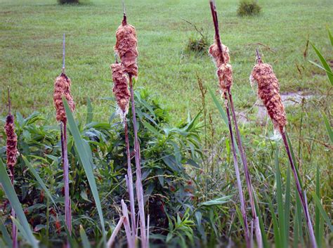 Quenouilles Typha Plantes - Photo gratuite sur Pixabay - Pixabay