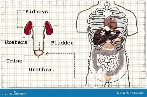 Appareil Urinaire D'anatomie Illustration Stock - Illustration du ...