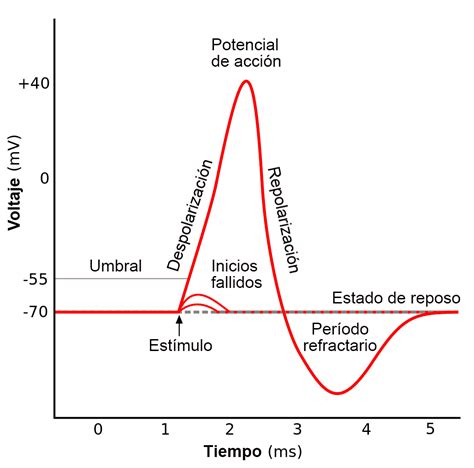 capitulo 5: Potenciales de membrana y potenciales de acción ...