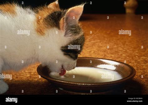 domestic cat drinking milk Stock Photo - Alamy