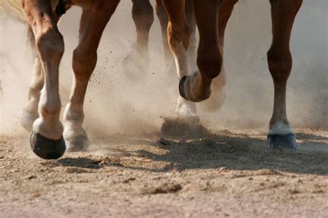 Shoeing and Stride Characteristics of Horses - EquiManagement
