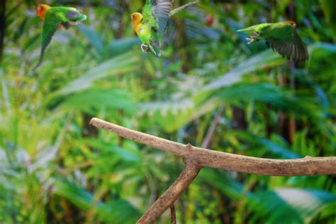 270+ Escaped Parrot Stock Photos, Pictures & Royalty-Free Images - iStock