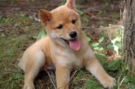 Carolina Shiba Rescue added a new... - Carolina Shiba Rescue