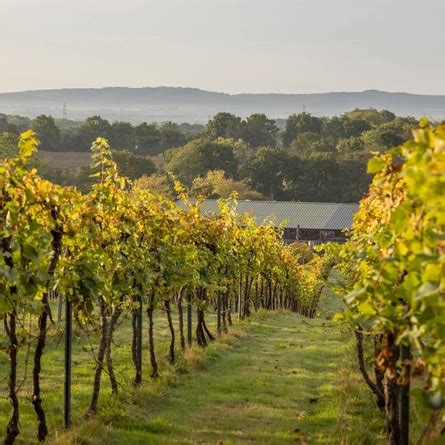 Bolney Wine Estate: All You Need To Know