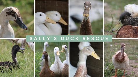 Sally's Duck Rescue