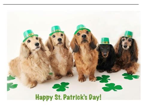 Happy St. Patrick's Day!! | Cute puppies, Dog holiday, Dog cat