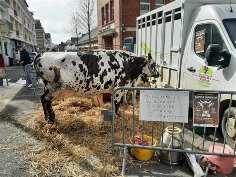 Lisieux : des concours et une exposition de races bovines