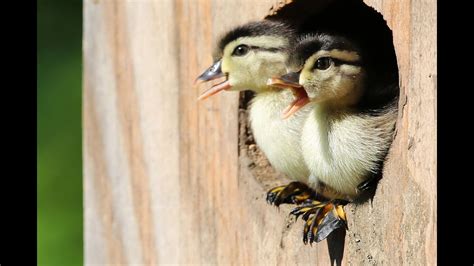 Wood Duck Ducklings Jump From Nest Box 2020