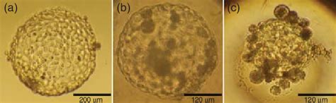 Representative photographs of blastocysts for morphological ...