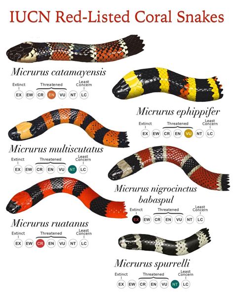 Rhyme For Coral Snake And King Snake