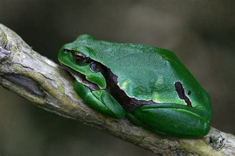Rainette verte. | Musardage du côté de Trégunc
