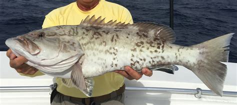 Grouper Season 2024 Florida - Roxy Wendye