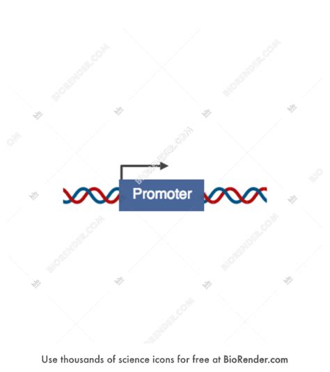 Free Promoter Icons, Symbols & Images | BioRender