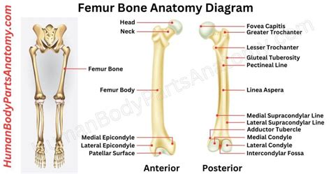 Femur Anatomy: Complete Guide with Parts, Names & Diagram
