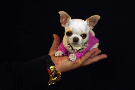 Pearl the Tiny Chihuahua Crowned World's Shortest Dog by Guinness World ...