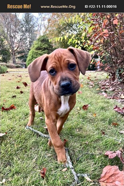 ADOPT 22111100016 ~ Boxer Rescue ~ Calhoun, GA