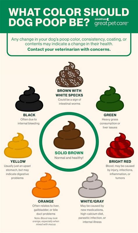 Yellow Dog Poop: What It Means | Great Pet Care