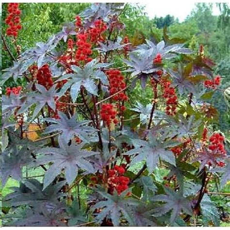 Castor Bean RICINUS COMMUNIS Gibsonii 15 seeds | Etsy