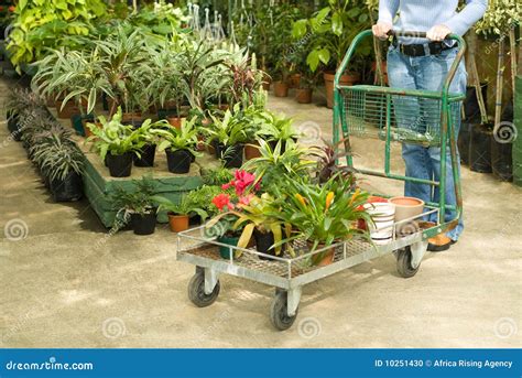 Nursery Plants for Sale stock photo. Image of green, plant - 10251430
