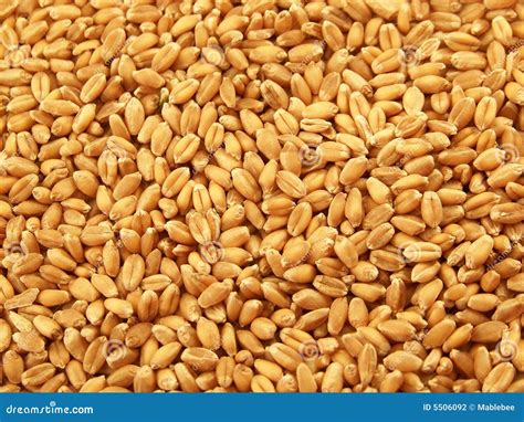 Grains de froment photo stock. Image du grain, normal - 5506092