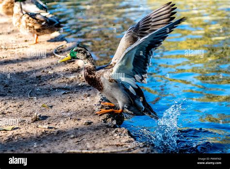 Duck jumping out of pond in Tewinkle Park, Costa Mesa, California Stock ...
