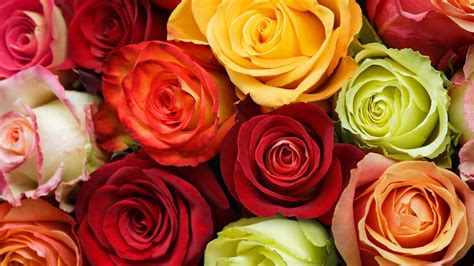 Roses - Wallpaper, High Definition, High Quality, Widescreen