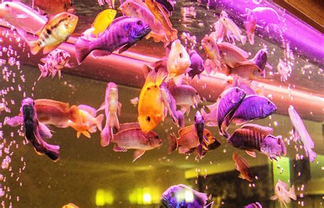 Gallery12 – Exotic Fish Connections