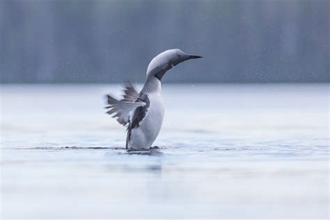Plongeon arctique photo et image | animaux, animaux sauvages, oiseaux ...