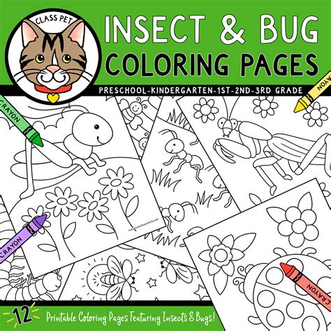 Insect and Bug Coloring Pages | Made By Teachers