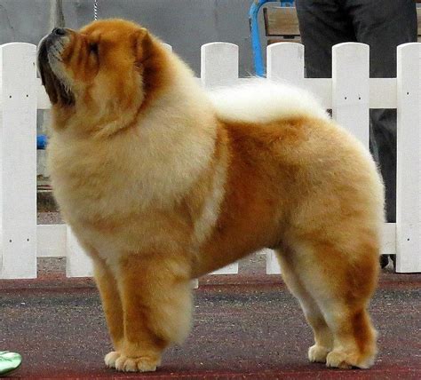 Chow Chow Dog Price In India - Characteristics & Life Expectancy