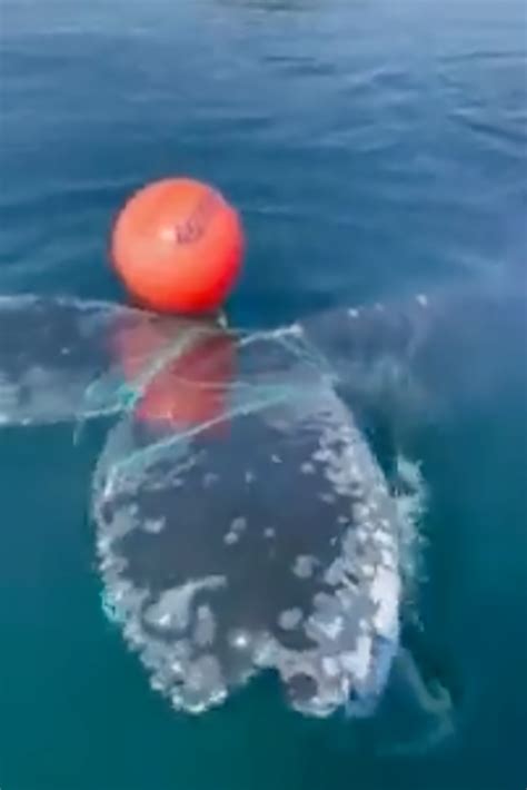 Trapped whale splashes to freedom after dramatic rescue
