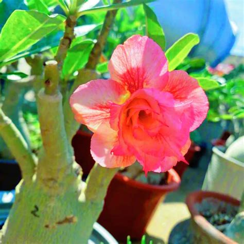 Rose Du DéSert Rose Du Desert Plante En Pot Adenium Obesum Caudex ...