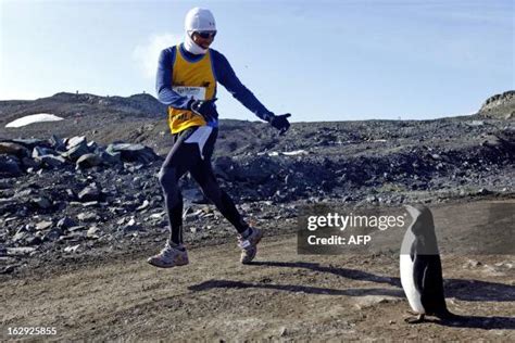 A runner looks at a penguin as he takes part in the Antarctic... News ...