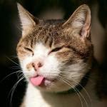 cat tongue Meme Generator - Imgflip