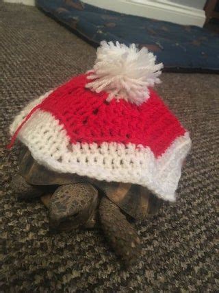 Tortoise Jumper | Tortuga mascota, Disfraz de tortuga, Tortugas lindas