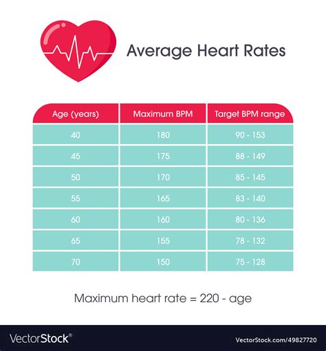 Average adult heart rates chart Royalty Free Vector Image