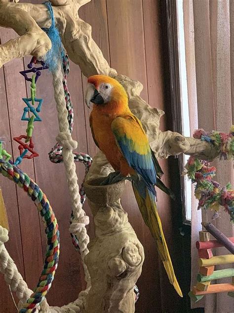 Yellow dominant female Camelot