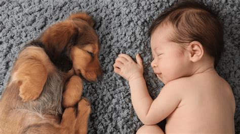 How to Care for Your Baby Pet | FRESH LIFE
