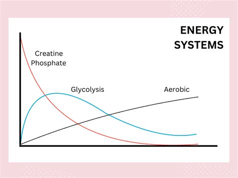 Bridging the Gap: The bodies energy systems — Anatomical Concepts