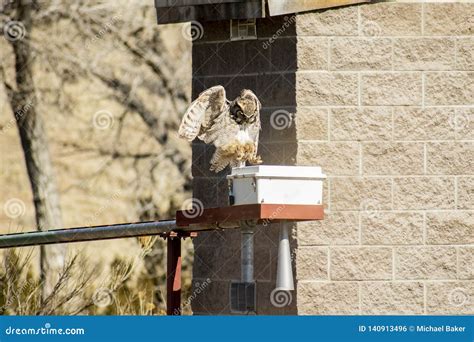 Owl Hopping Along To the Box Stock Photo - Image of horned, hopping ...