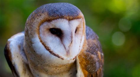 Chouette : tout apprendre sur les chouettes | Pratique.fr