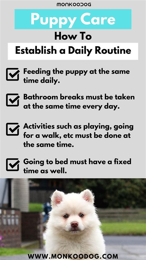 Establish a Daily Routine for Your Puppy